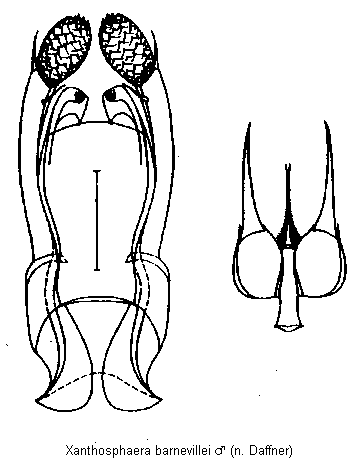 xanthosphaera_barnevillei.gif