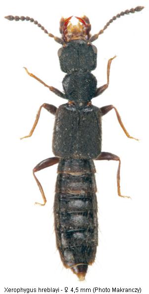 xerophygus_hreblayi_hab.jpg