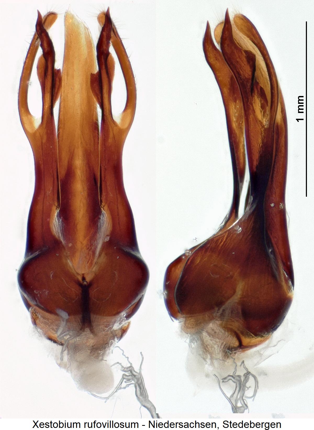 xestobium_rufovillosum.jpg