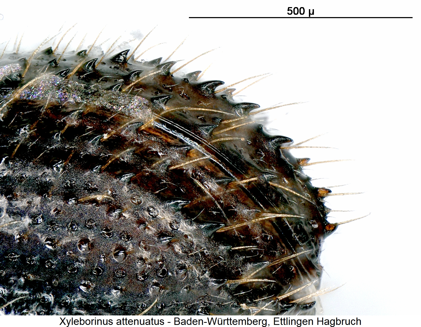 xyleborinus_attenuatus_abd.jpg