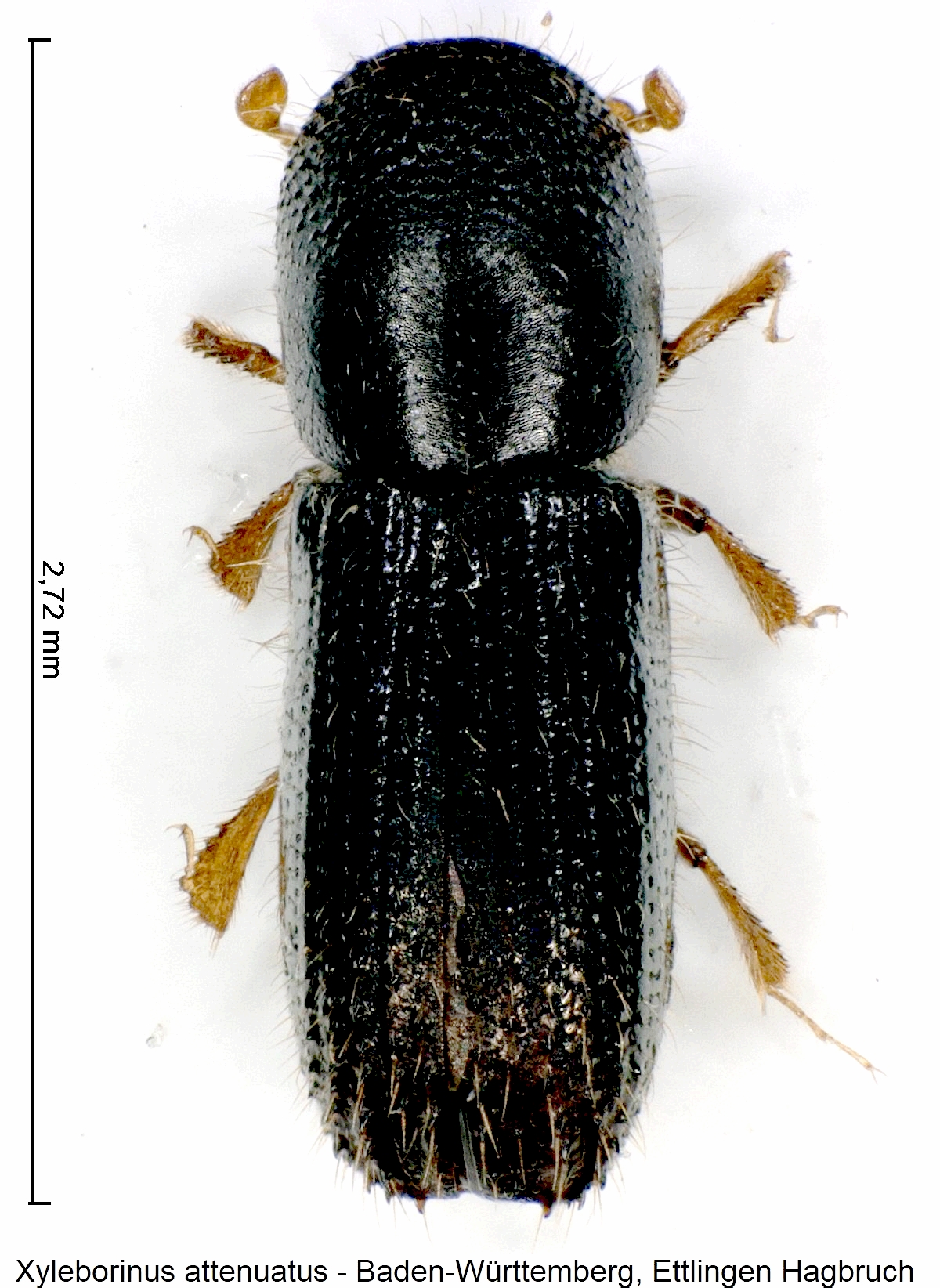 xyleborinus_attenuatus_hab.jpg