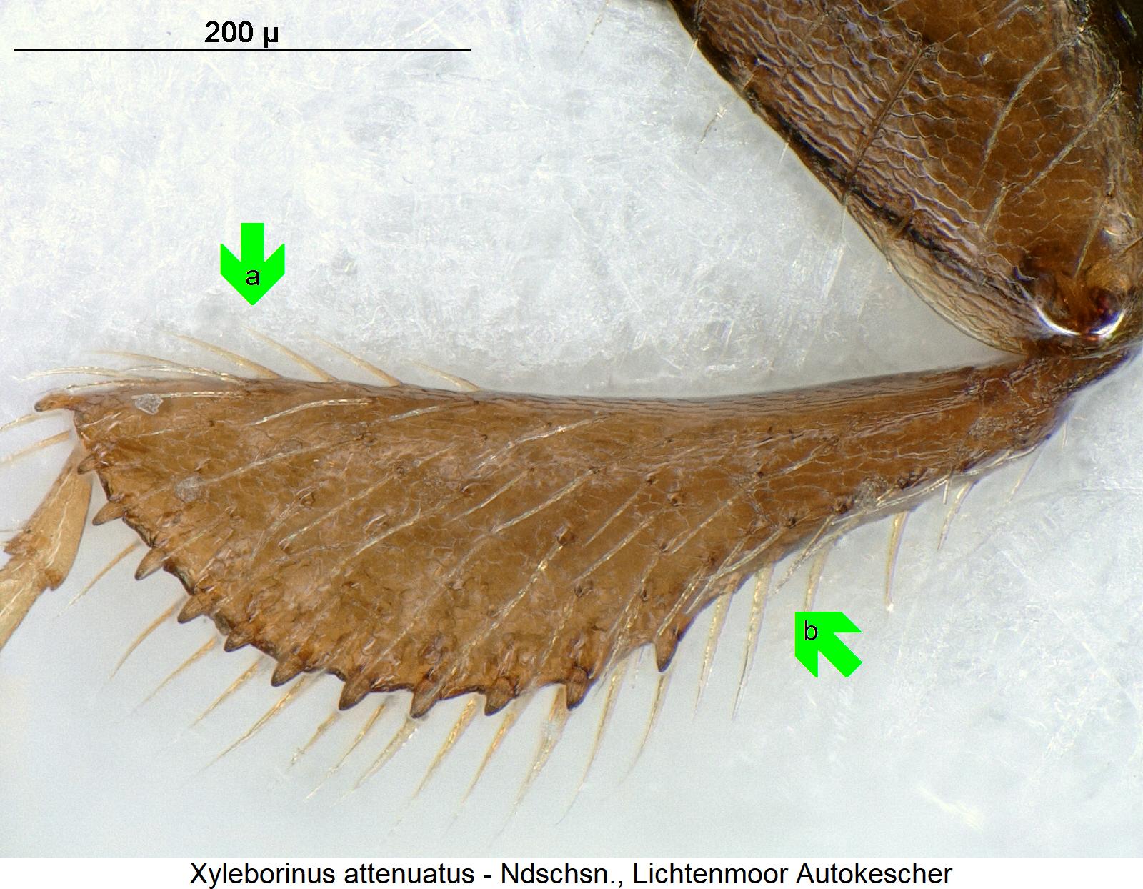 xyleborinus_attenuatus_hschn1.jpg