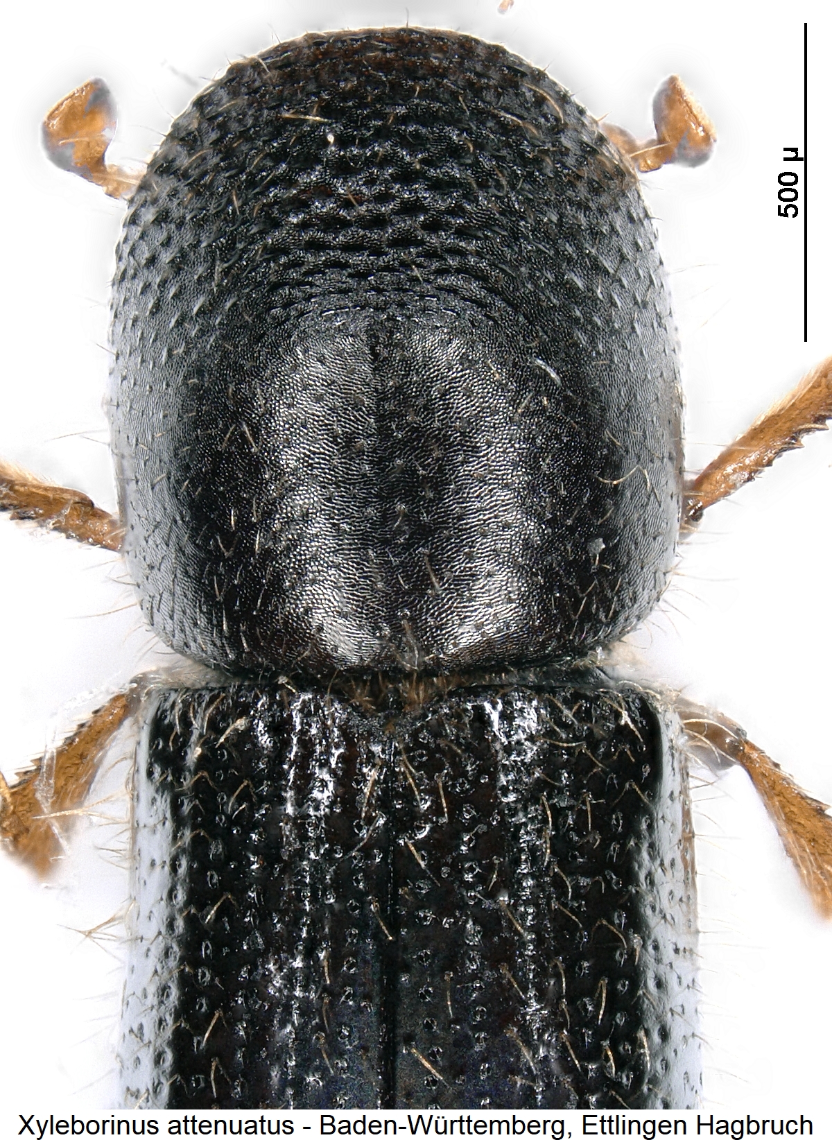 xyleborinus_attenuatus_vk.jpg
