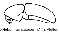 xyleborinus_saxeseni_sa.gif