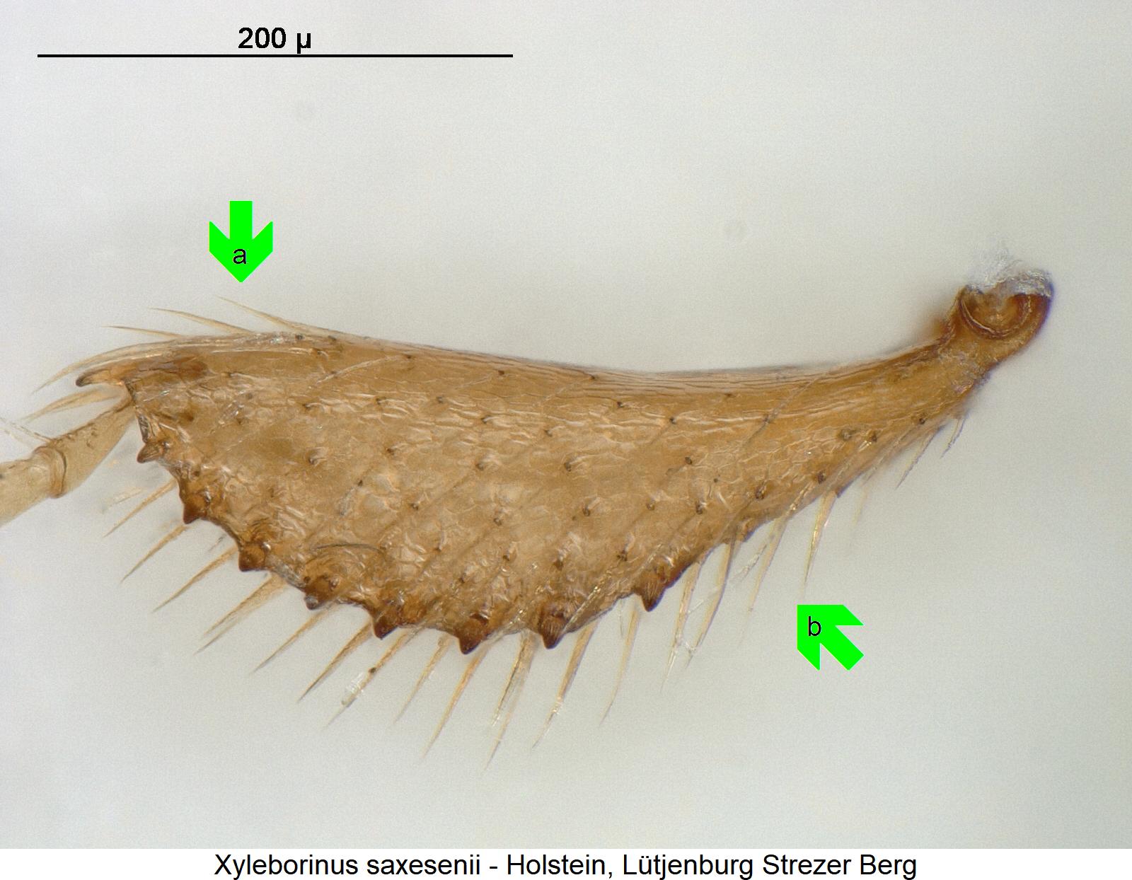 xyleborinus_saxesenii_hschn1.jpg