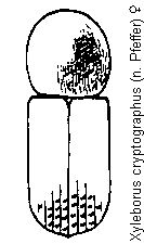 xyleborus_cryptographus_hab.gif