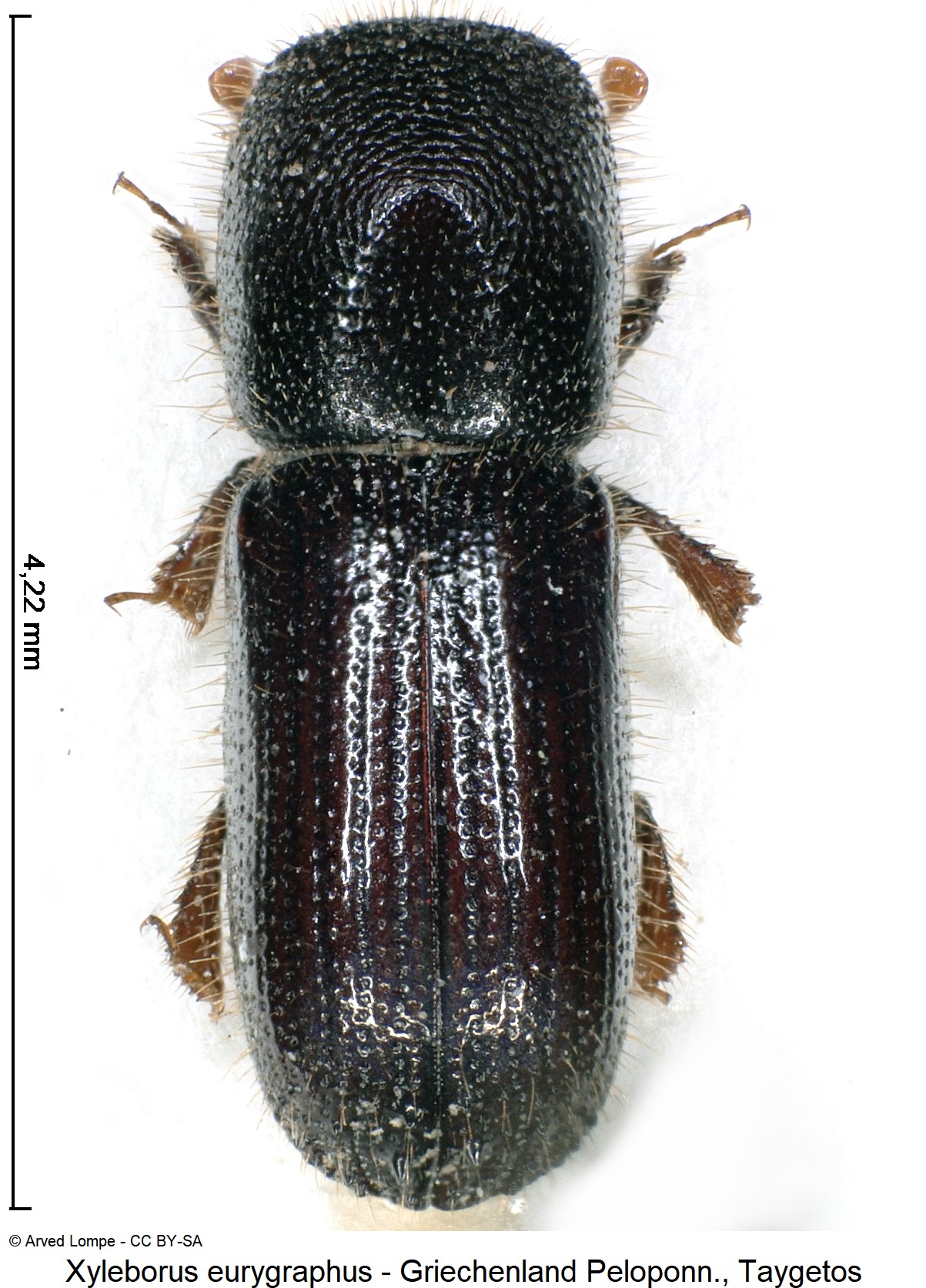 xyleborus_eurygraphus_ck21161_hab.jpg