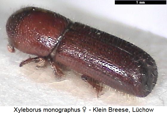 xyleborus_monographus_w_hab.jpg