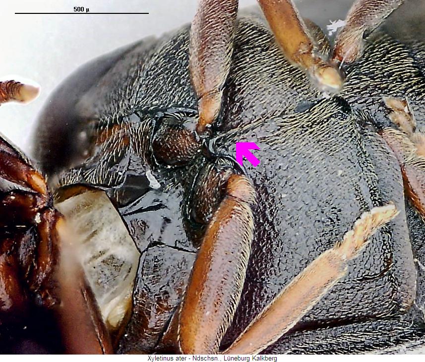 xyletinus_ater_hbr.jpg