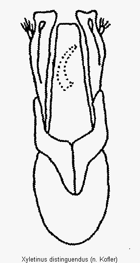xyletinus_distinguendus.gif
