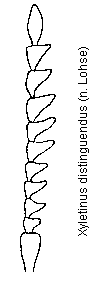 xyletinus_distinguendus_f.gif