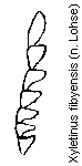 xyletinus_fibyensis_f.gif