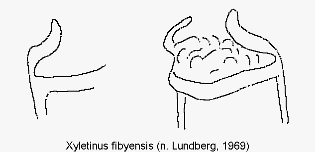 xyletinus_fibyensis_genitalbuegel.gif