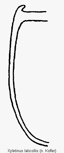 xyletinus_laticollis_mas.gif