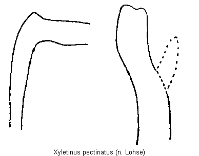 xyletinus_pectinatus.gif