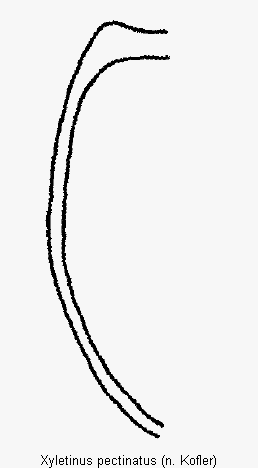 xyletinus_pectinatus_mas.gif
