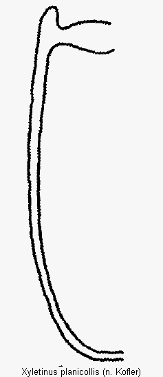 xyletinus_planicollis_mas.gif