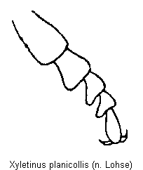 xyletinus_planicollis_tr.gif