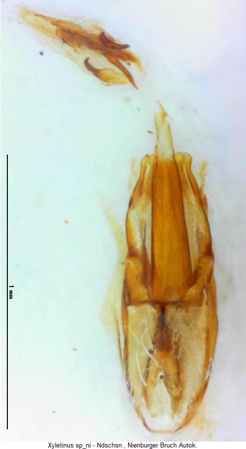 xyletinus_sp_ni.jpg
