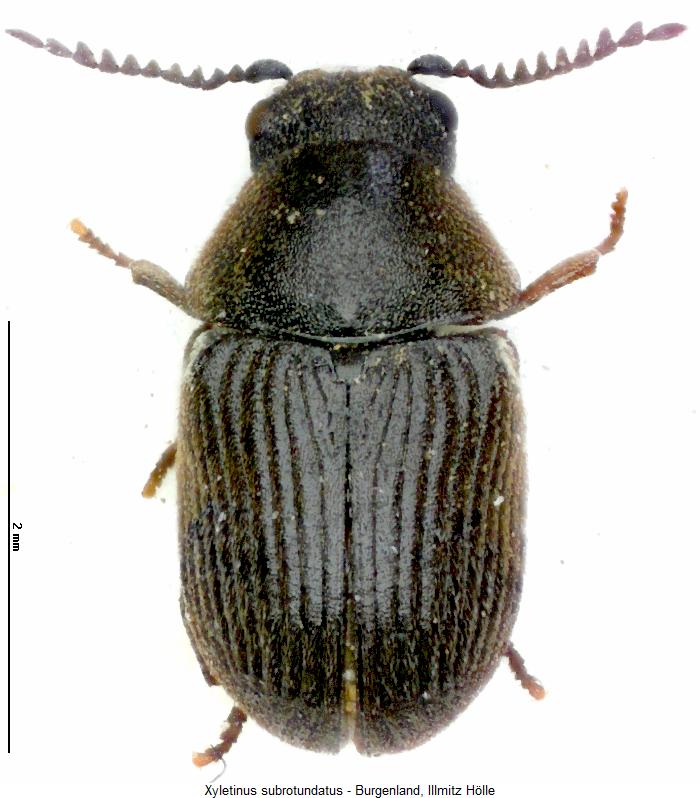xyletinus_subrotundatus_hab.jpg