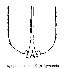 xylopertha_retusa_hlb.gif