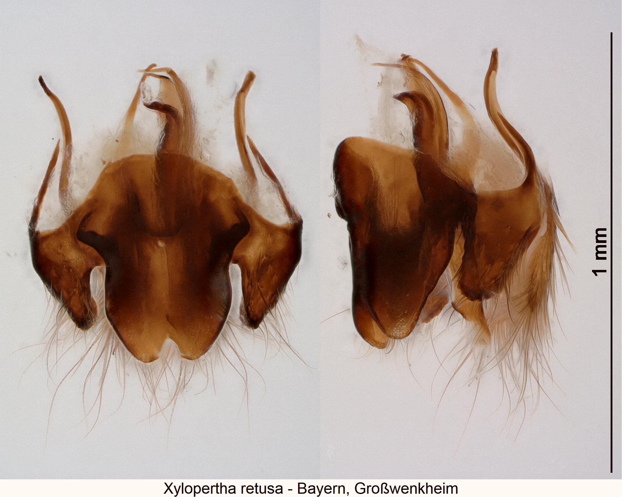 xylopertha_retusa_ter.jpg