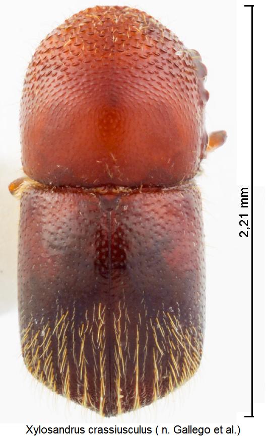 xylosandrus_crassiusculus_hab.jpg