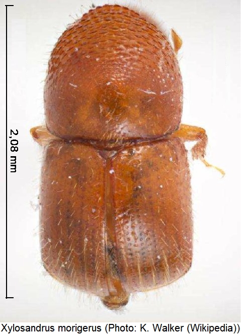 xylosandrus_morigerus_hab.jpg