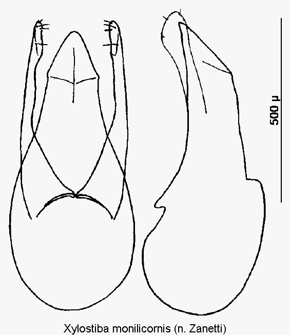 xylostiba_monilicornis.gif