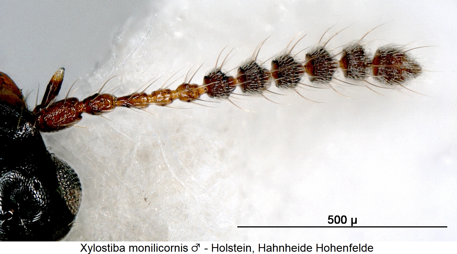 xylostiba_monilicornis_m_f.jpg