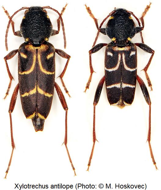 xylotrechus_antilope_hab.jpg