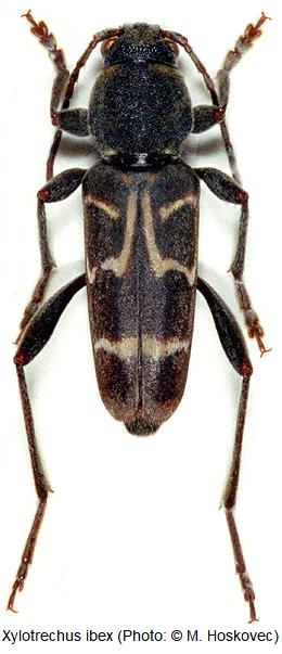 xylotrechus_ibex_hab.jpg