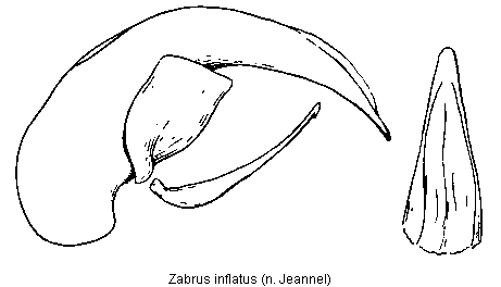 zabrus_inflatus_.gif