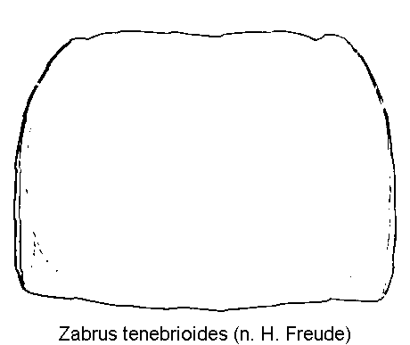 zabrus_tenebrioides_hsch.gif