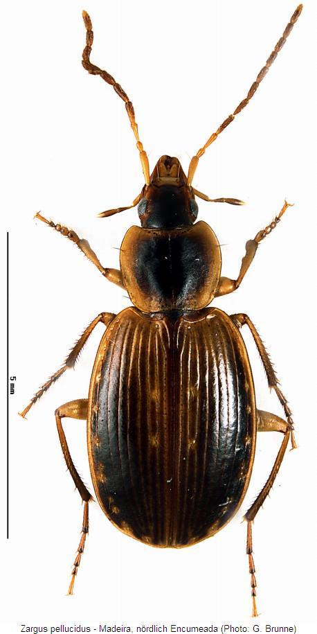 zargus_pellucidus_hab.jpg