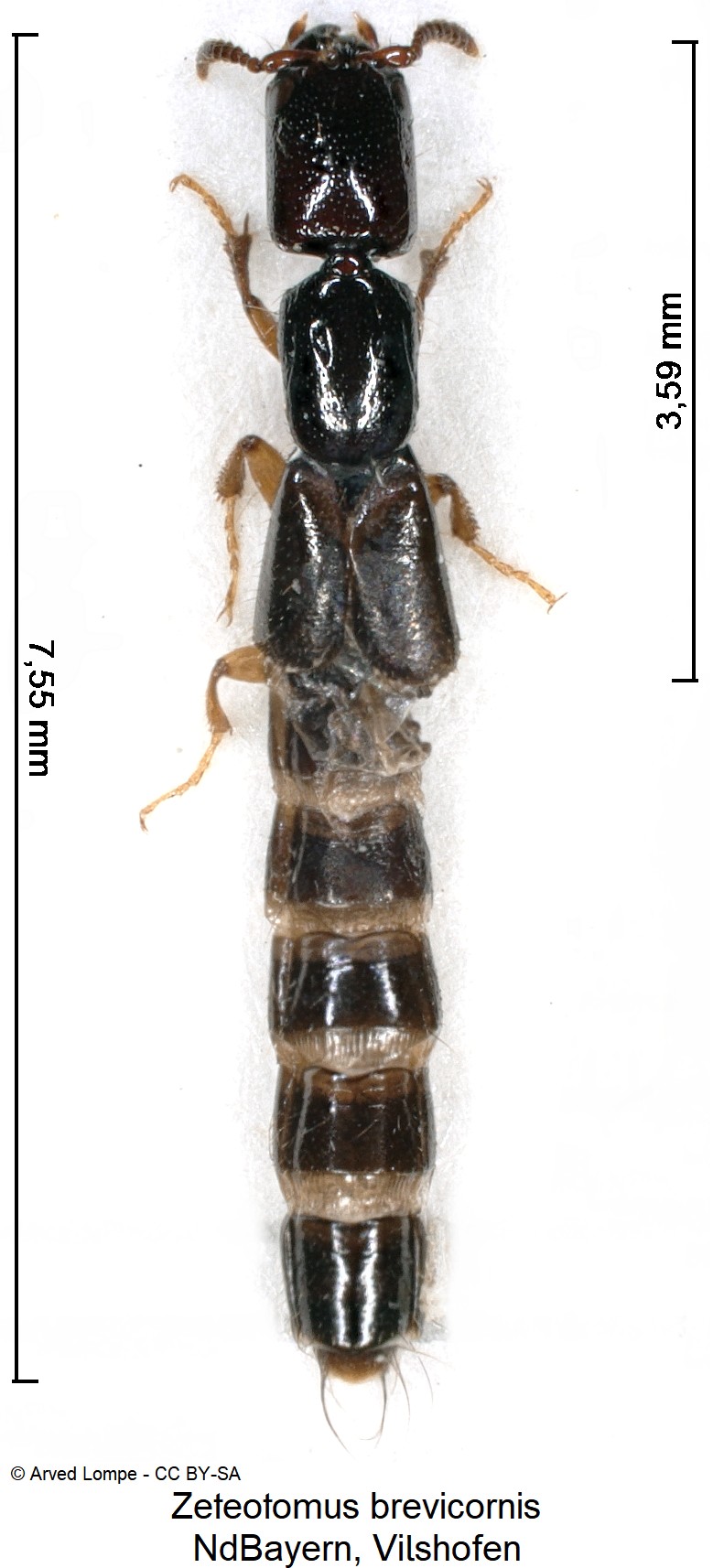 zeteotomus_brevicornis_ck4915_hab.jpg