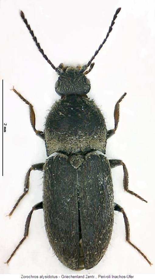 zorochros_alysidotus_hab.jpg