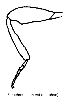 zorochros_boubersi_vb.gif