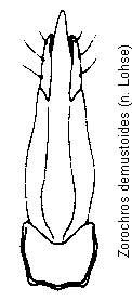zorochros_dermestoides.gif