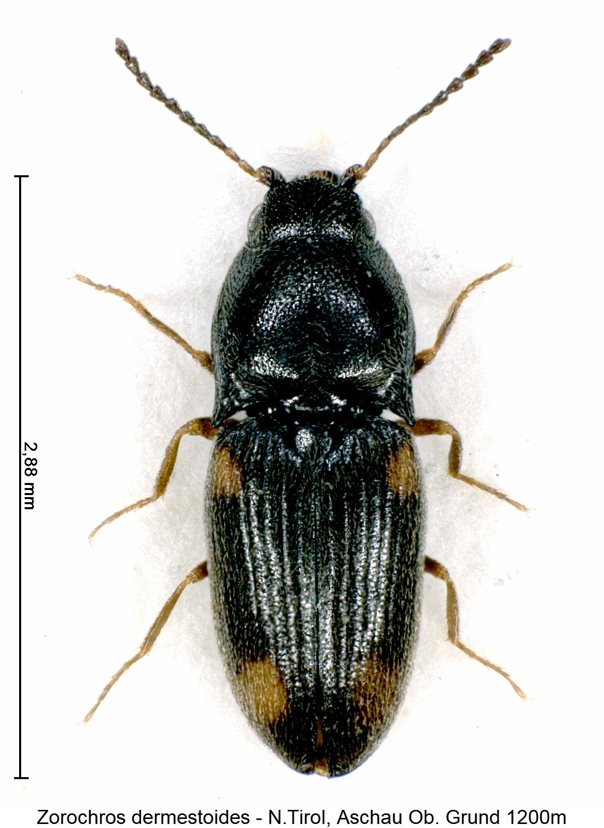 zorochros_dermestoides_hab1.jpg