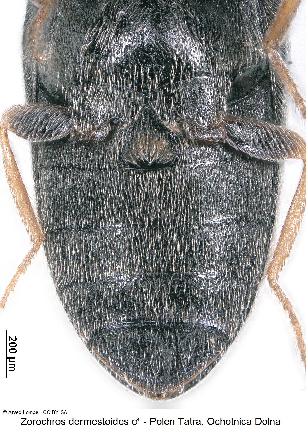 zorochros_dermestoides_m_ck32860341_abd.jpg