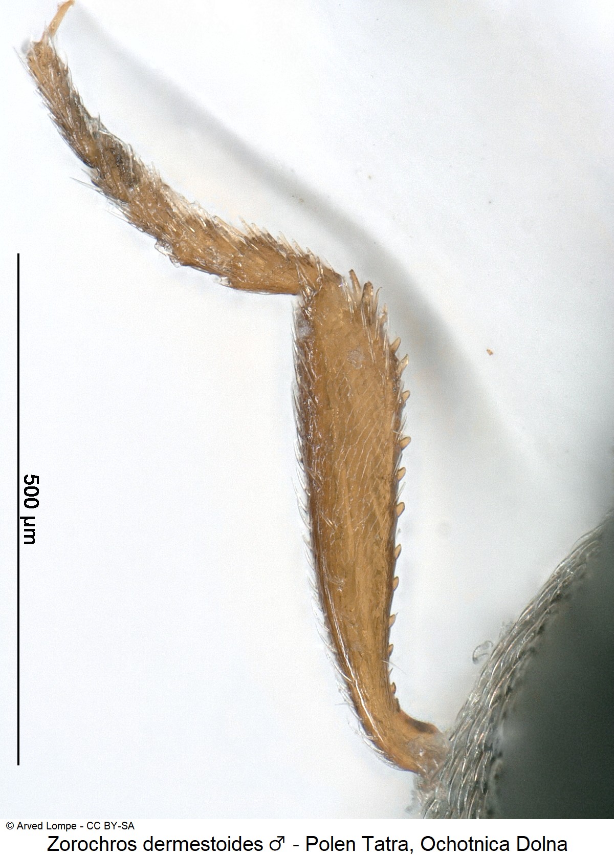 zorochros_dermestoides_m_ck32860341_vschn.jpg
