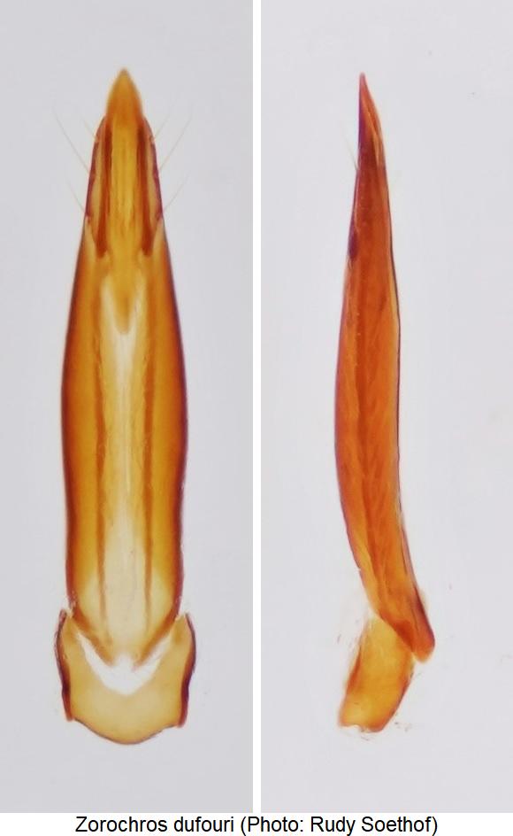 zorochros_dufouri.jpg