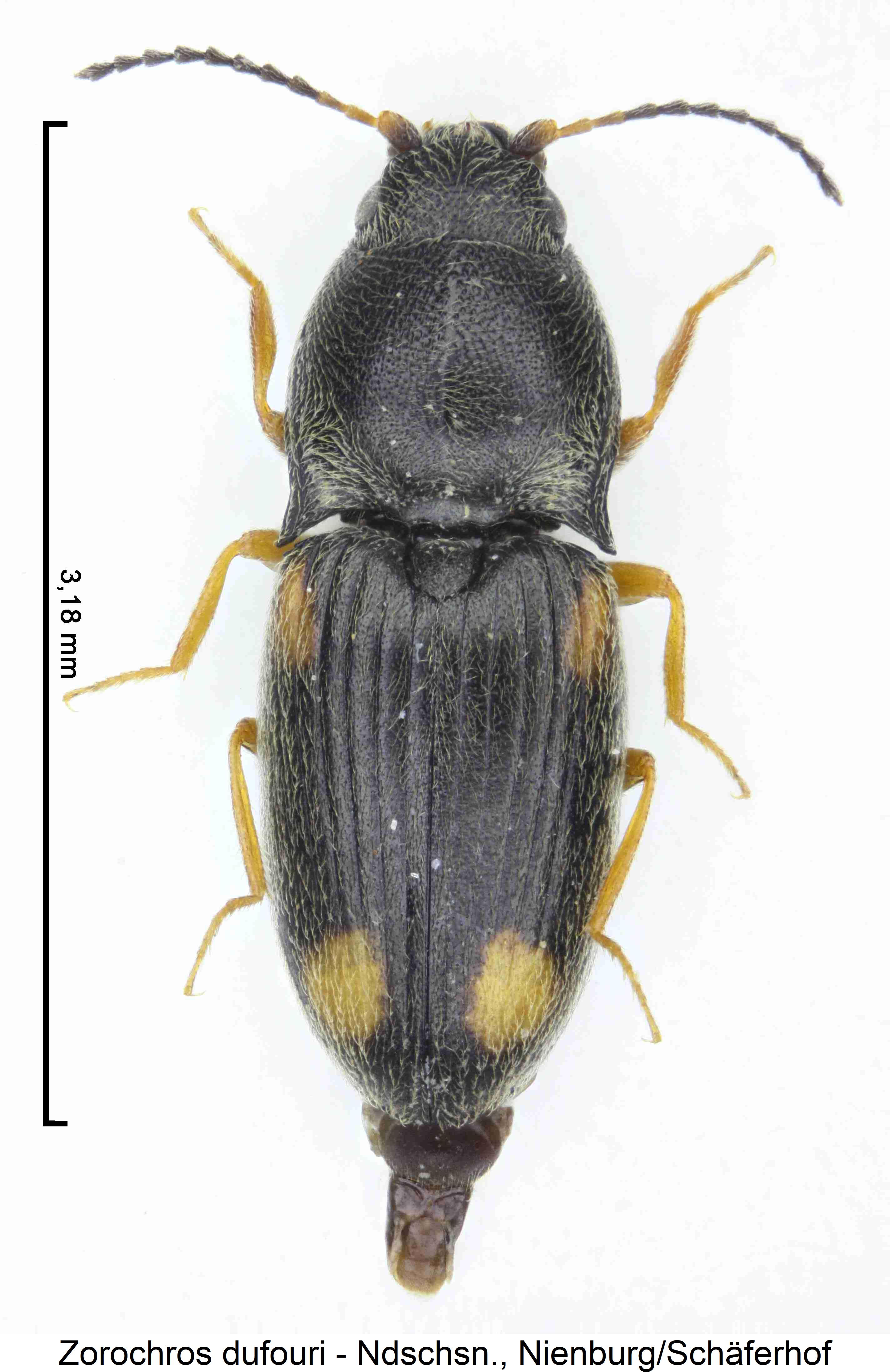 zorochros_dufouri_hab3.jpg