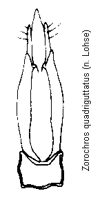 zorochros_quadriguttatus.gif
