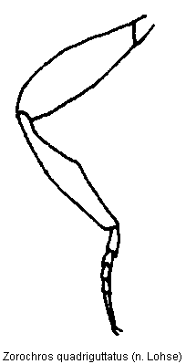 zorochros_quadriguttatus_vb.gif