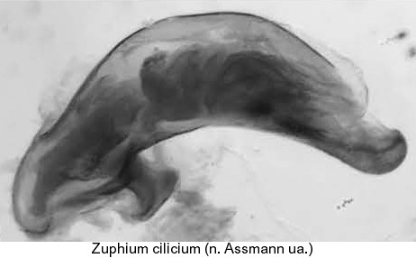 zuphium_cilicium_aed.jpg