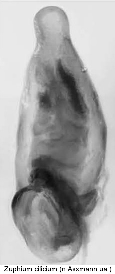 zuphium_cilicium_aed1.jpg