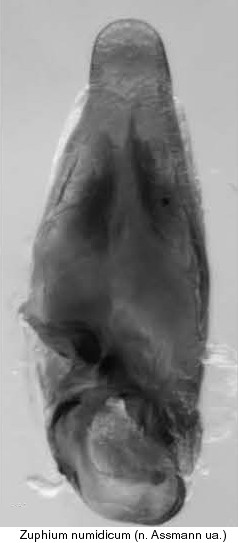zuphium_numidicum_aed1.jpg