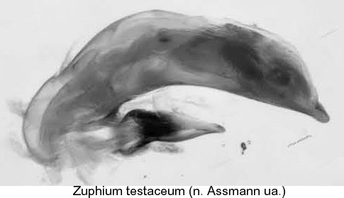 zuphium_testaceum_aed.jpg